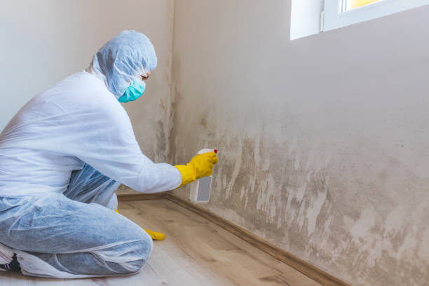 Licensed Mold Testing service in Boston, GA - WQB Mold Removal